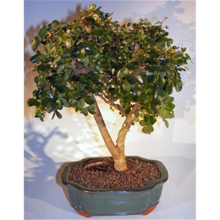 Paisaje Flowering Campeche Bonsai Tree - Haematoxylum Campechianum - Large PA2802594